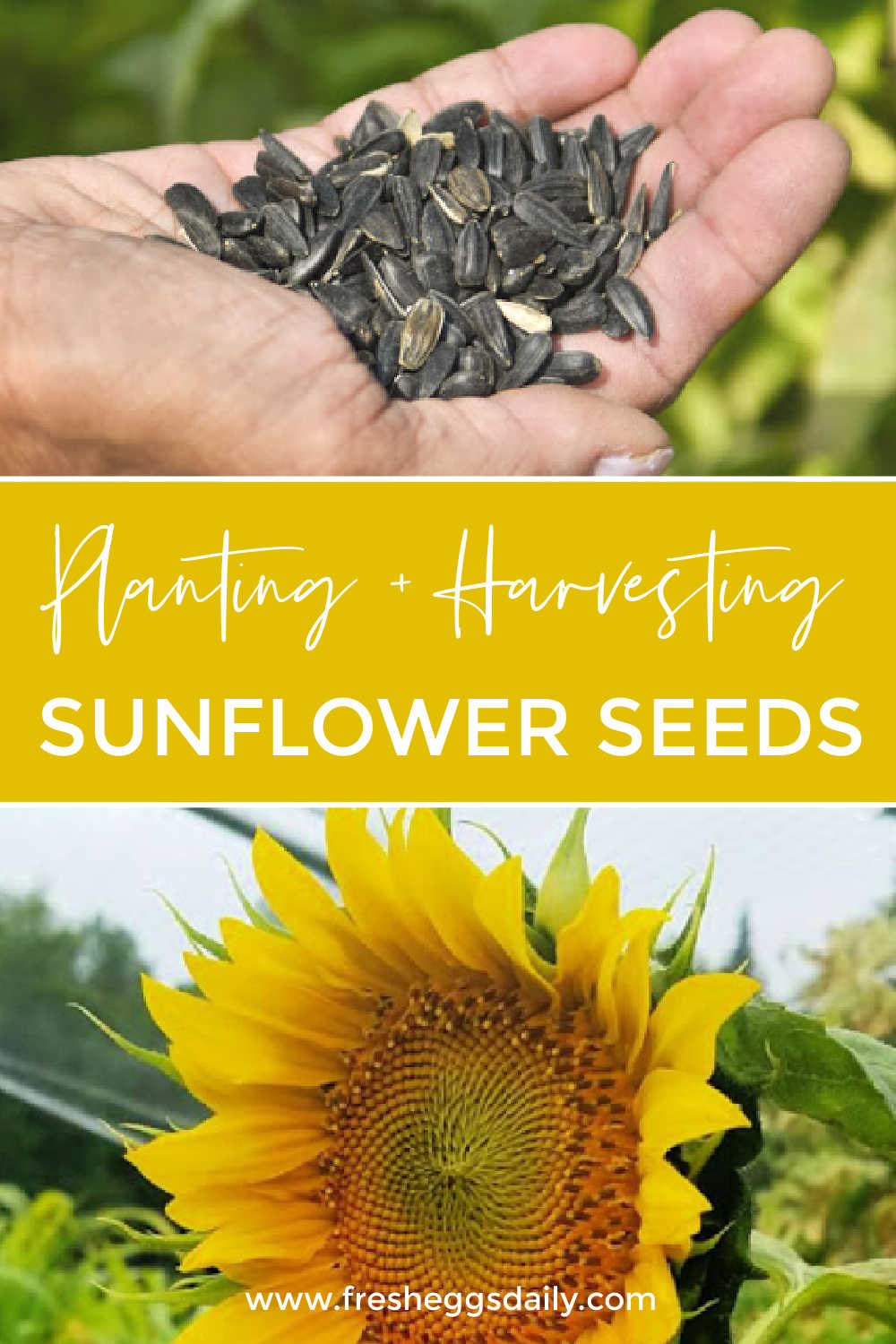 Planting + Harvesting Sunflower Seeds for Your Chickens Fresh Eggs