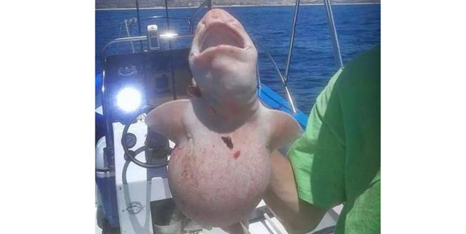 Nelayan Meksiko Tangkap 'Ikan Alien' Hiu Albino Langka hiu albino langka