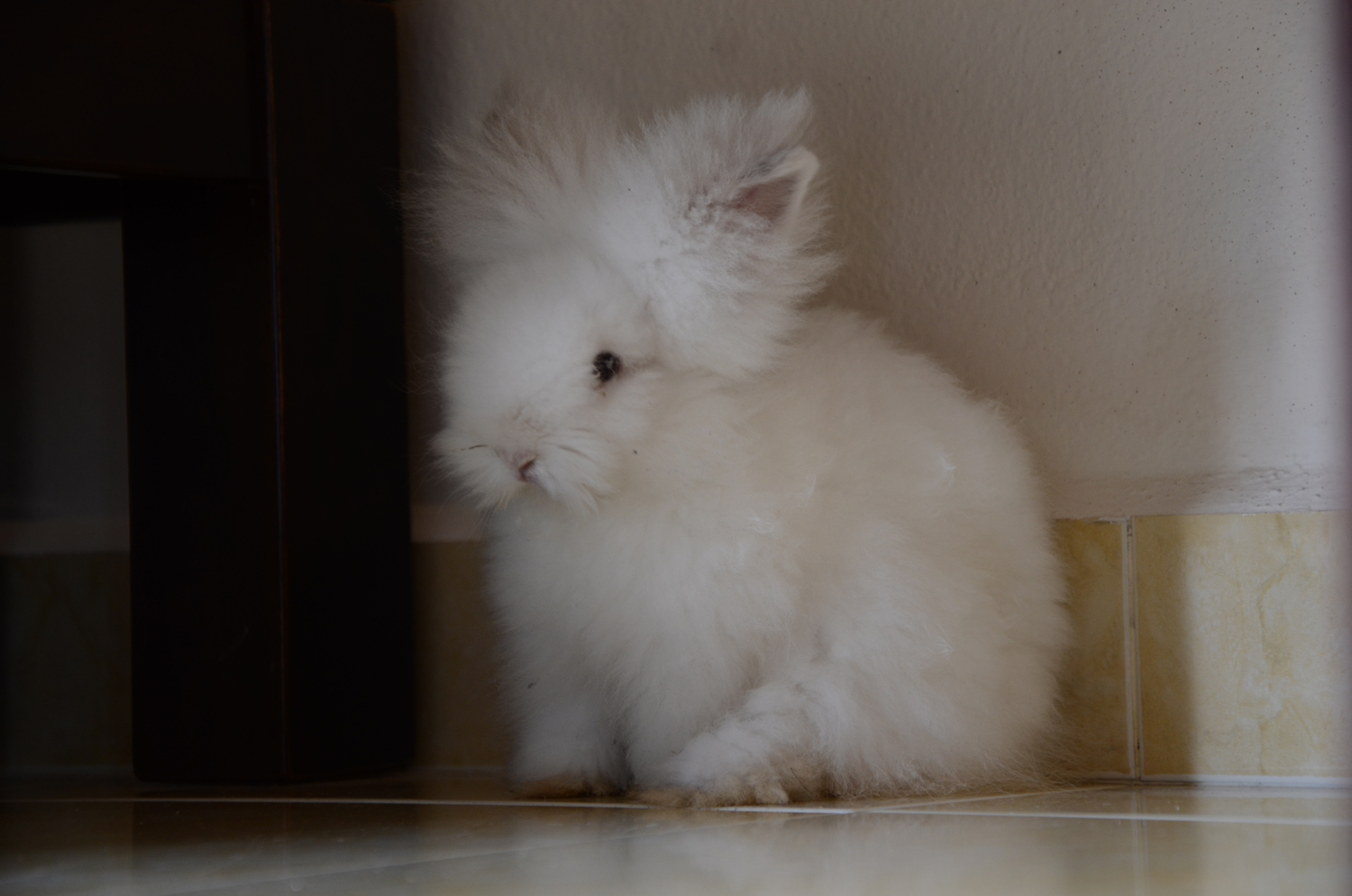 Rabbit Territory Teddy Bear Rabbit