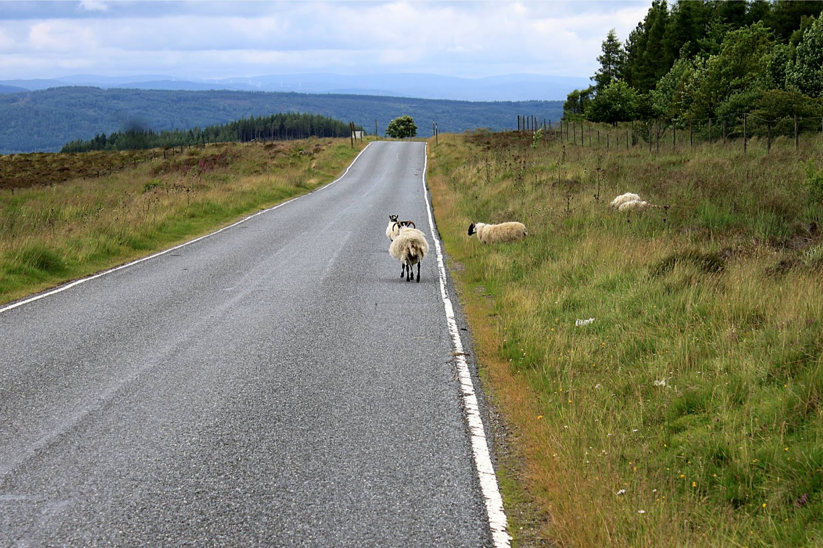 Chemin du Pitrouillet Scottish sheeps