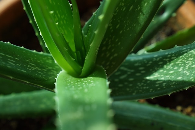 Aloe Vera cultivation project in Sri Lanka 