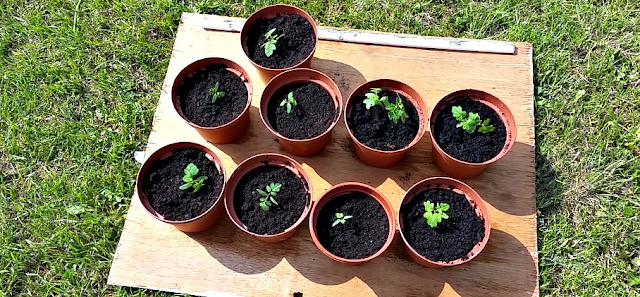 My plants repotted into bigger pots