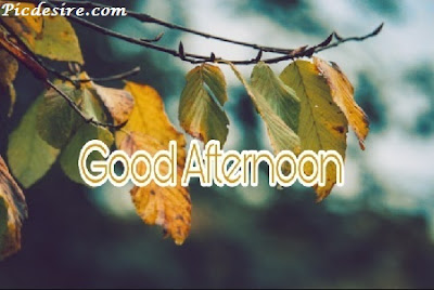 Best 50 Good Afternoon Images 2020 || Good Afternoon Images for Whatsapp Best 50 Good Afternoon Images 2020 || Good Afternoon Images for Whatsapp