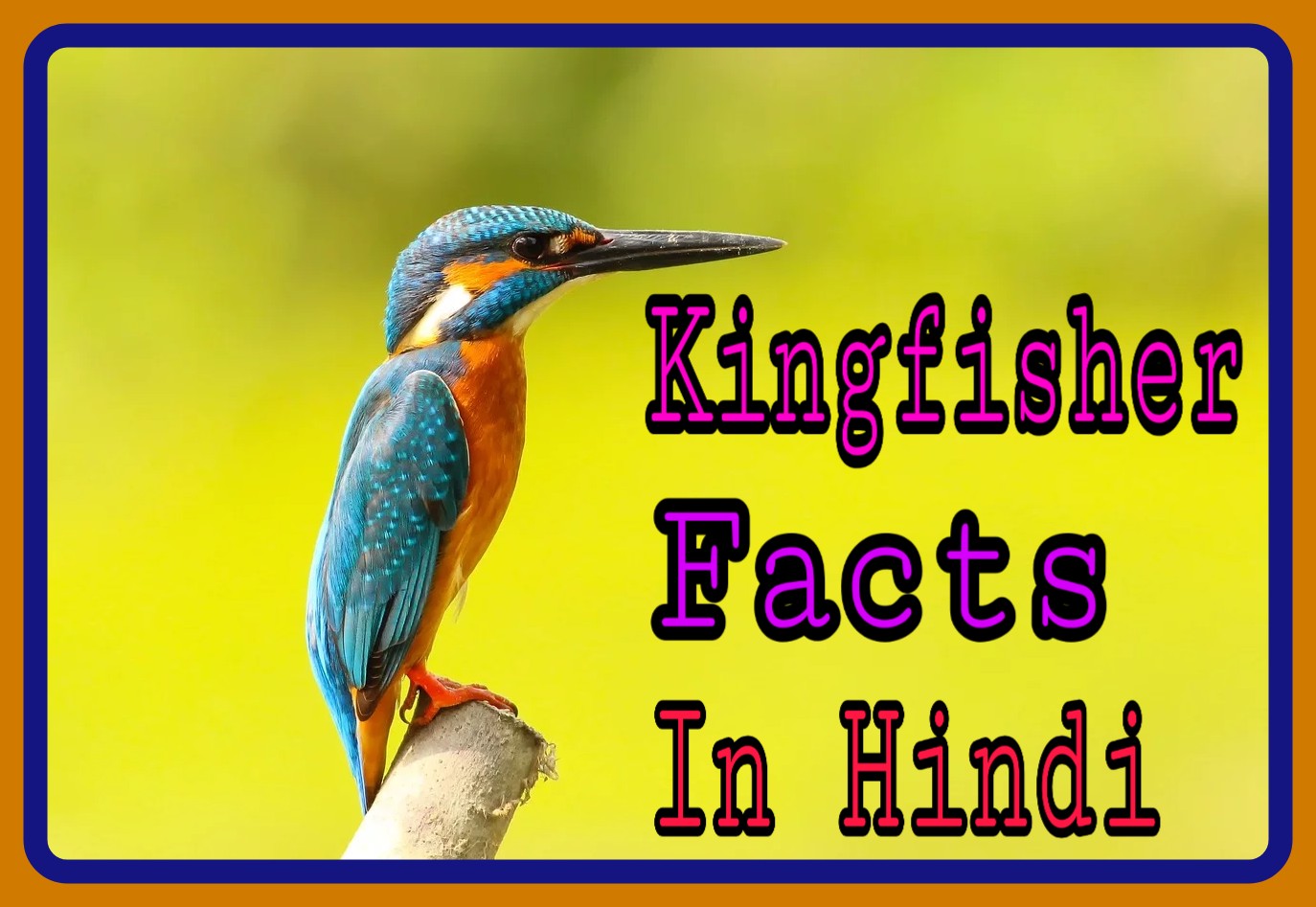 short essay on kingfisher in hindi language