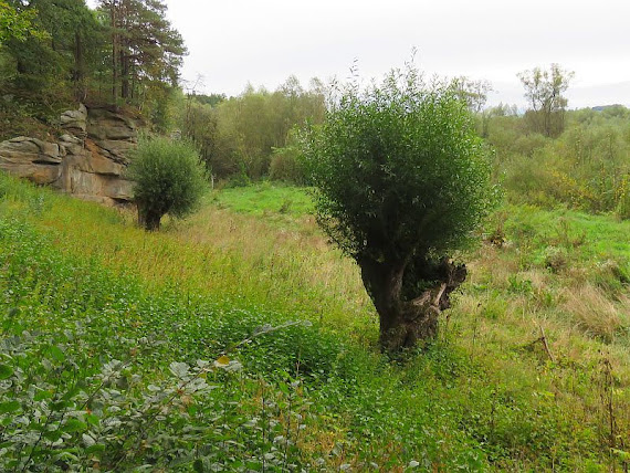 Wierzby Wierzby