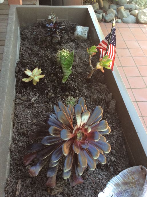 Marinduque My Island Tropical Paradise My Cacti and Succulents in