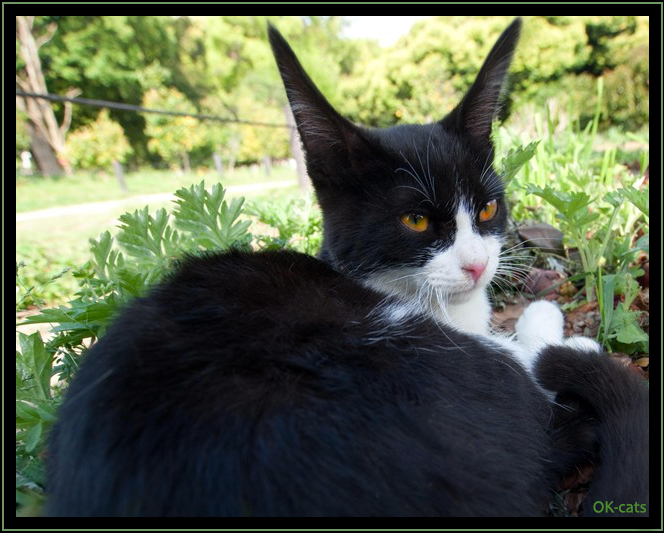 Photoshopped Cat picture • Hilarious black cat with super long ears. “I can't ear you human, can you speak loudly? ” Photoshopped Cat picture • Hilarious black cat with super long ears. “I can't ear you human, can you speak loudly? ”