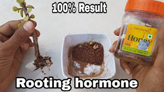 rooting hormone honey