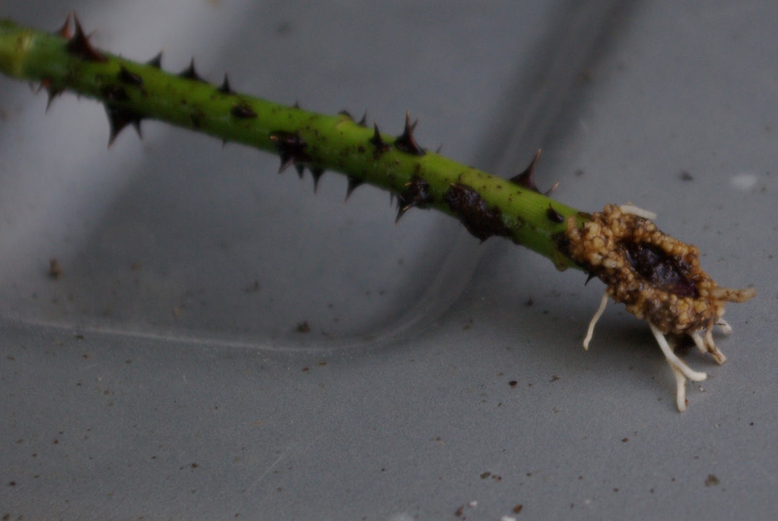 Garden Rambles Propagating Roses