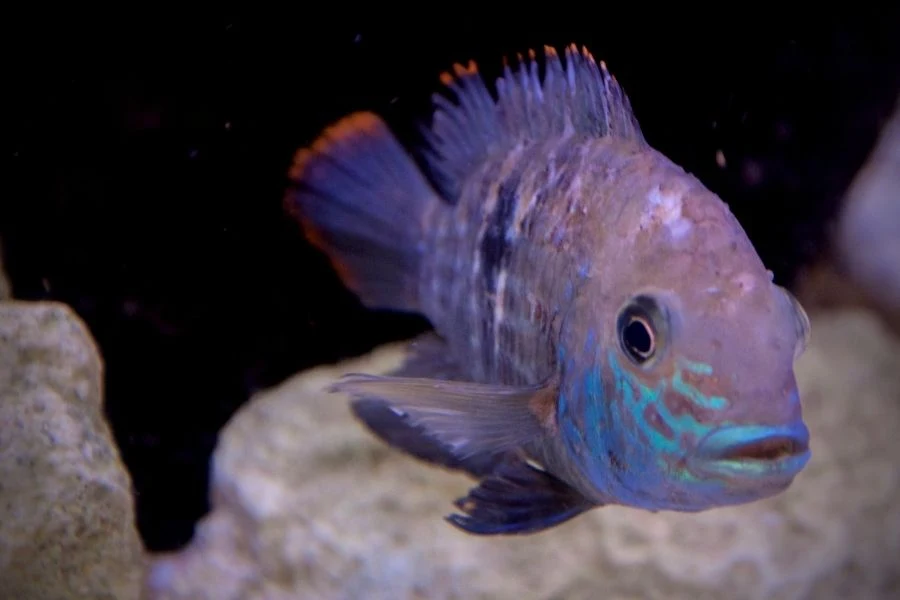 fin-rot-on-cichlid