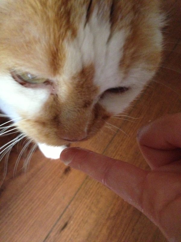 The travel recipe. Bagels and beans cheesecake!