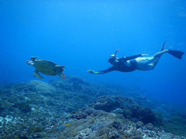 Nager avec une tortue à Gamat bay