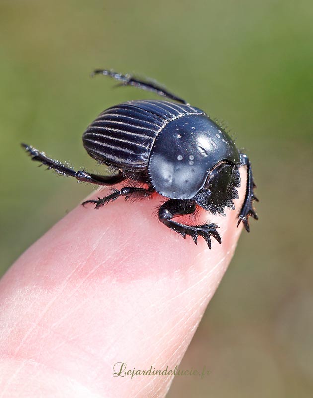 Deux scarabées rouleurs de boulesScarabaeus laticollis et Sisyphus schaefferi.