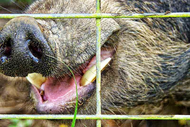 captive, wild boar