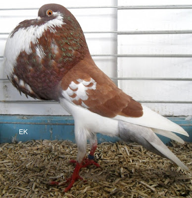 red and white pgeons - pouter pigeons