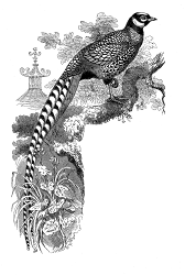 corner transfer digital bird clip