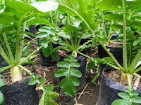 Membuat Media Tanam Sayuran Dalam Polybag, Dengan Baik dan Benar