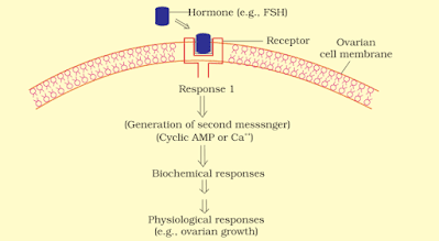 Mechanism of action of FSH Mechanism of Follicle stimulating hormone