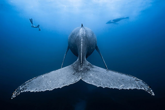18. Горбатый кит и её китёнок в Сен-Жиле, Остров Реюньон. (Фото Francois Baelen | The Ocean Art 2018 Underwater Photography Competition):