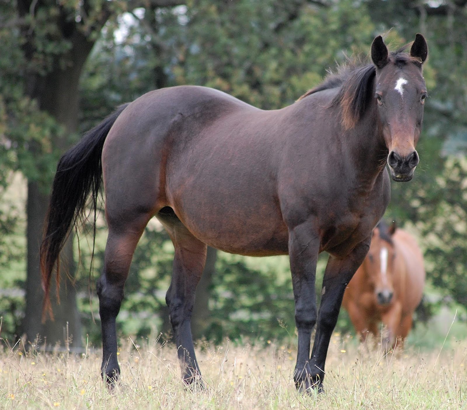 Witte Quarter Horses Mares: Remy Chex