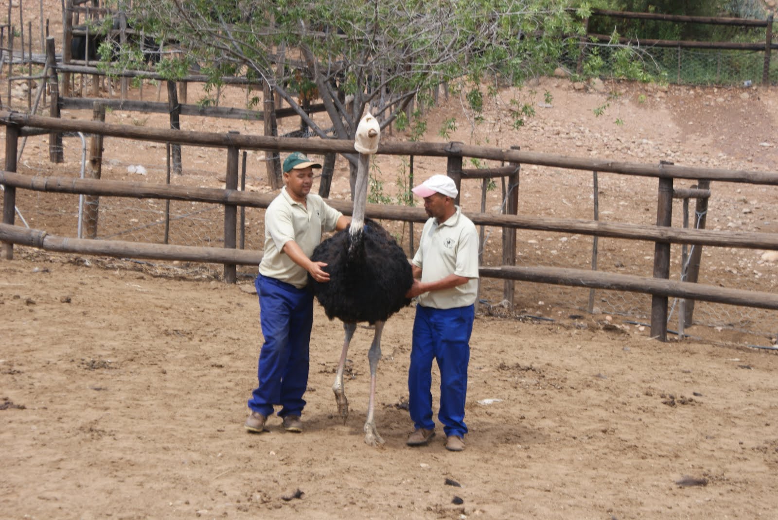 Grondpad Dromers Groot Voël Paradys Cango Volstruis Plaas, Oudtshoorn
