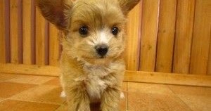 toy poodle and chihuahua mix
