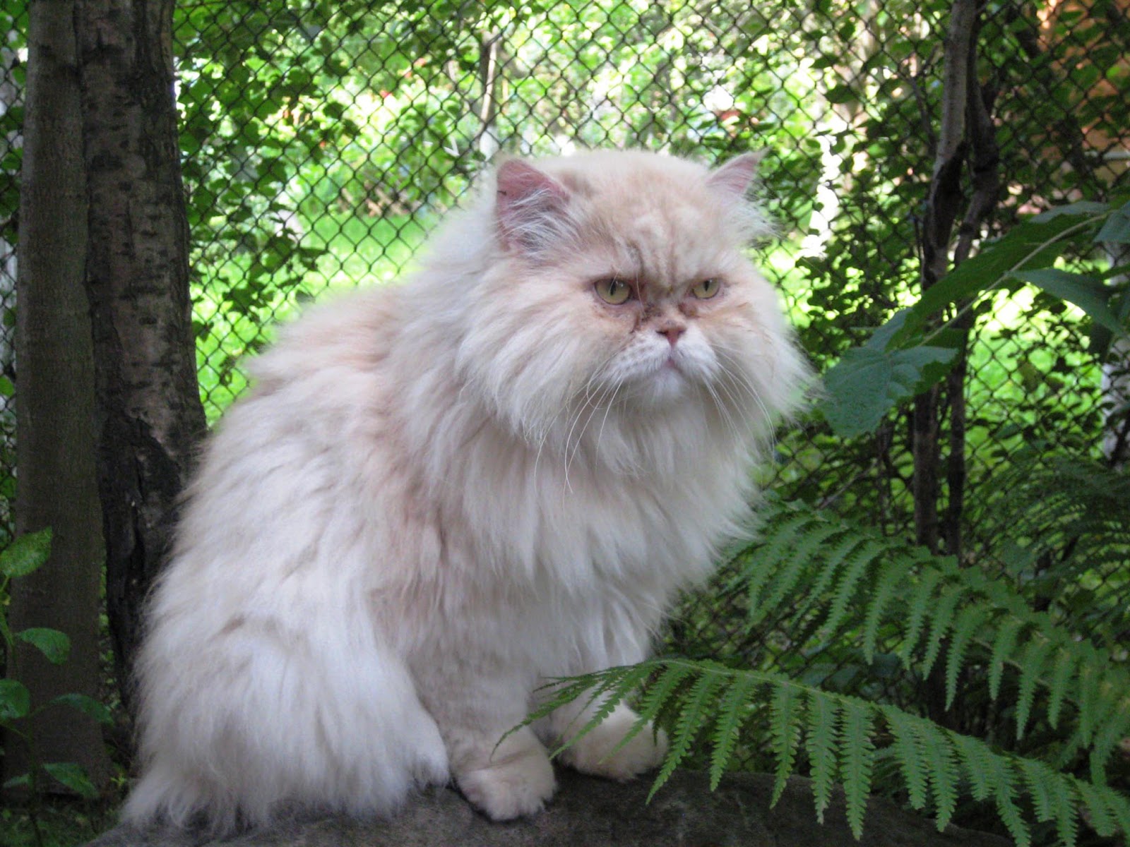 Top 10 Expensive Cat Breeds Top Rating List