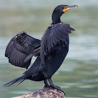 Bir nehir kenarındaki taş üstünde kanatlarını açmış bir karabatak