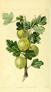  Free Botanical illustration Books