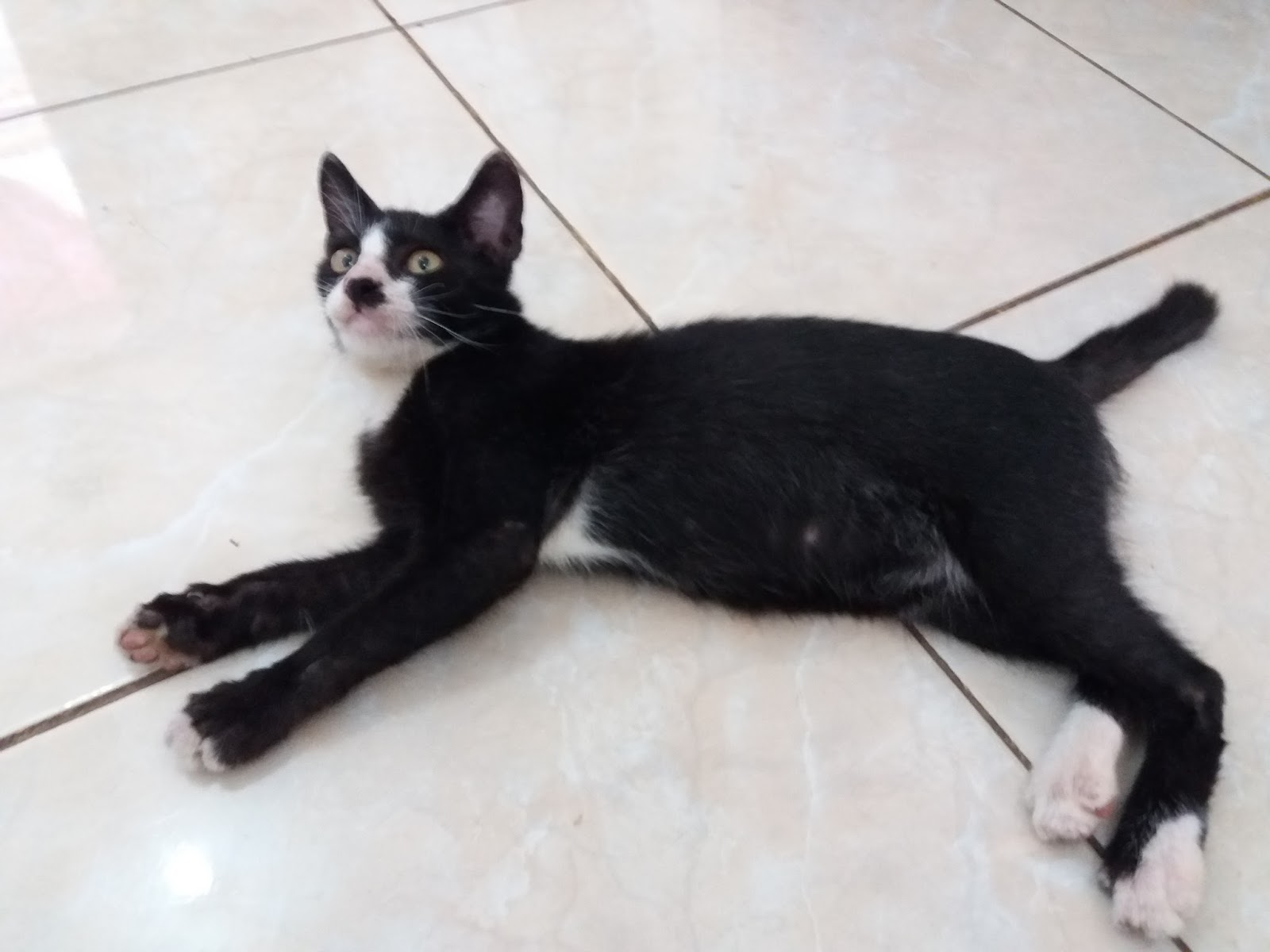 Merawat Kucing Secara Mandiri Bisul Di Sendi Sendi Kaki Kucing