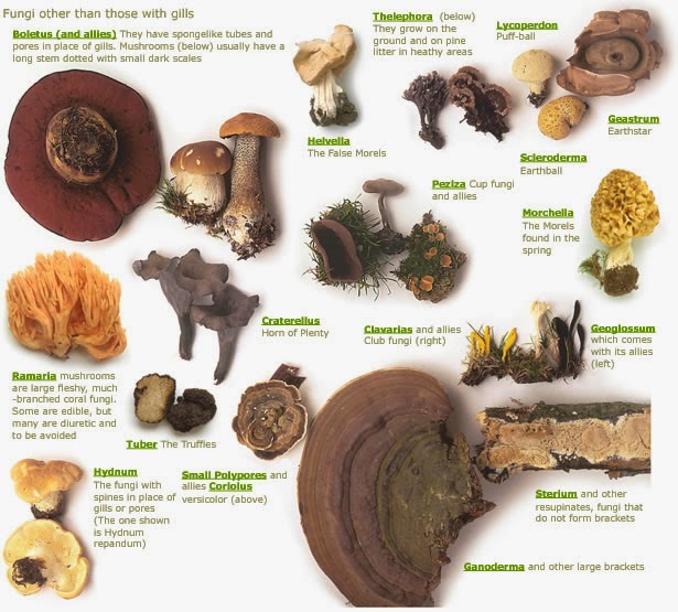 SMR Culture Plus: A Guided Mushroom Walk