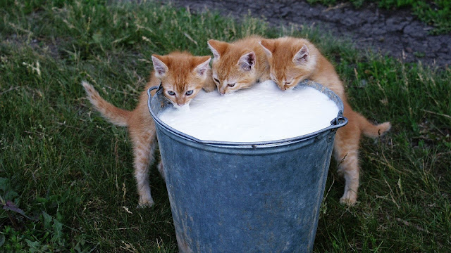 Little young cats drinking milk