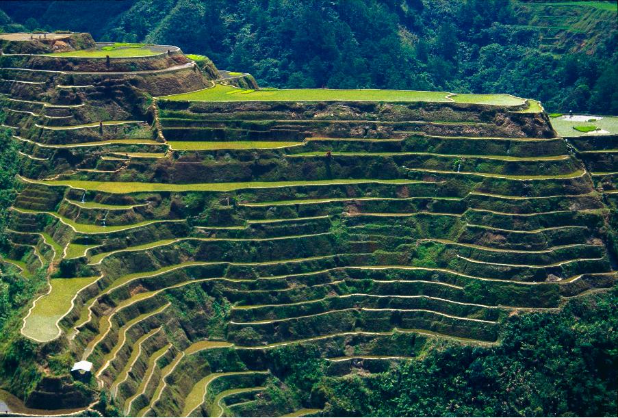Go Philippines: Rice Terraces of the Philippine Cordilleras
