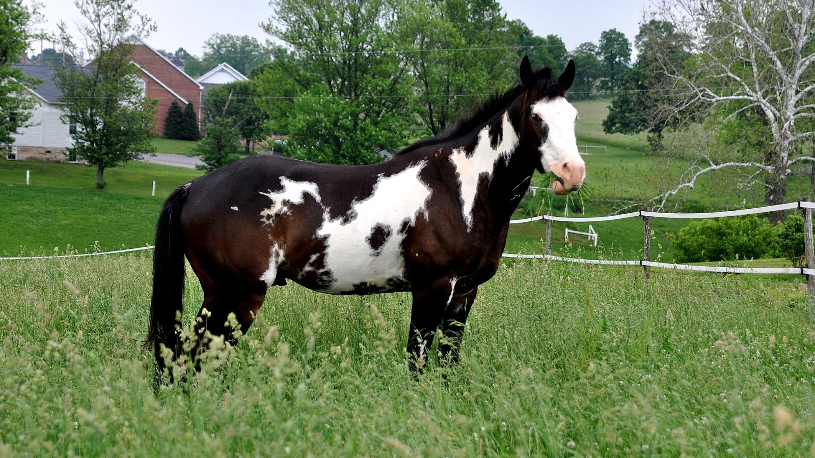 Black And White Pinto Horse White Choices