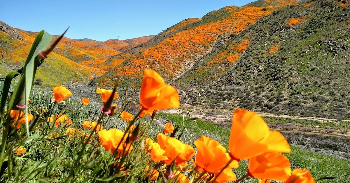 Mike Greer's WORTH SHARING Those Spring Flowers Pointless Bursts of