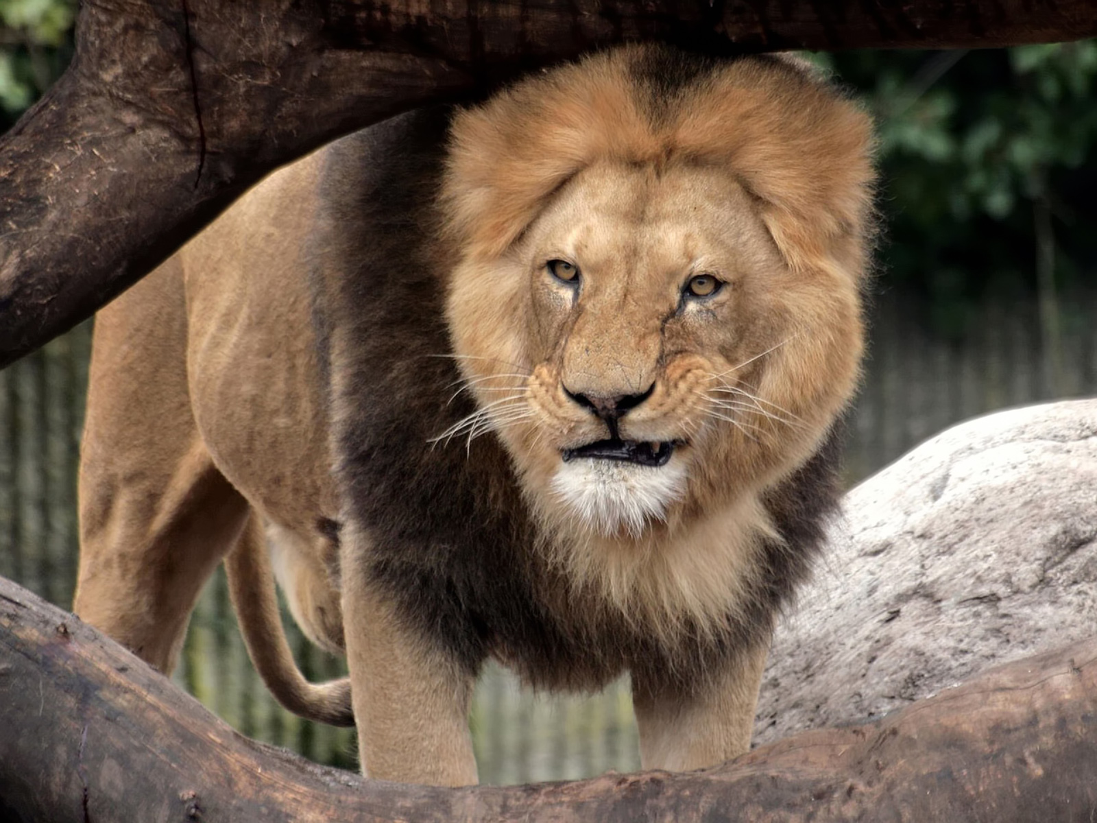 Лев 14. Лев 14. Лев 14. Объемные наклейки льва. Лев в полный рост.