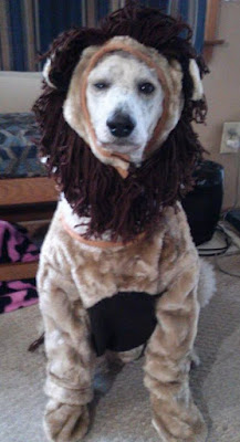 White poodle dressed like a lion