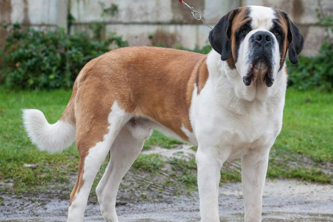 dogsdayblog