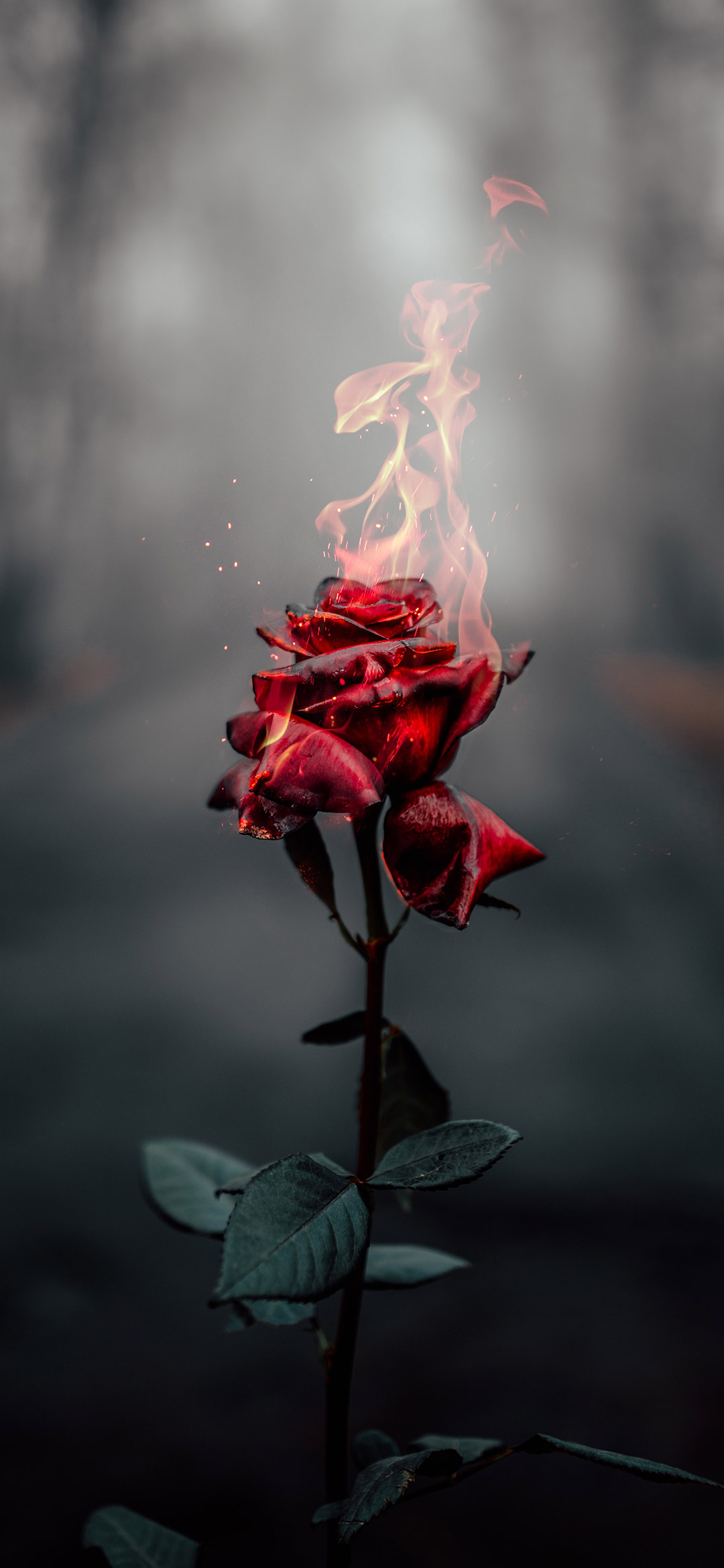 خلفية الوردة الحمراء الملتهبة في ظلام الليل الدامس