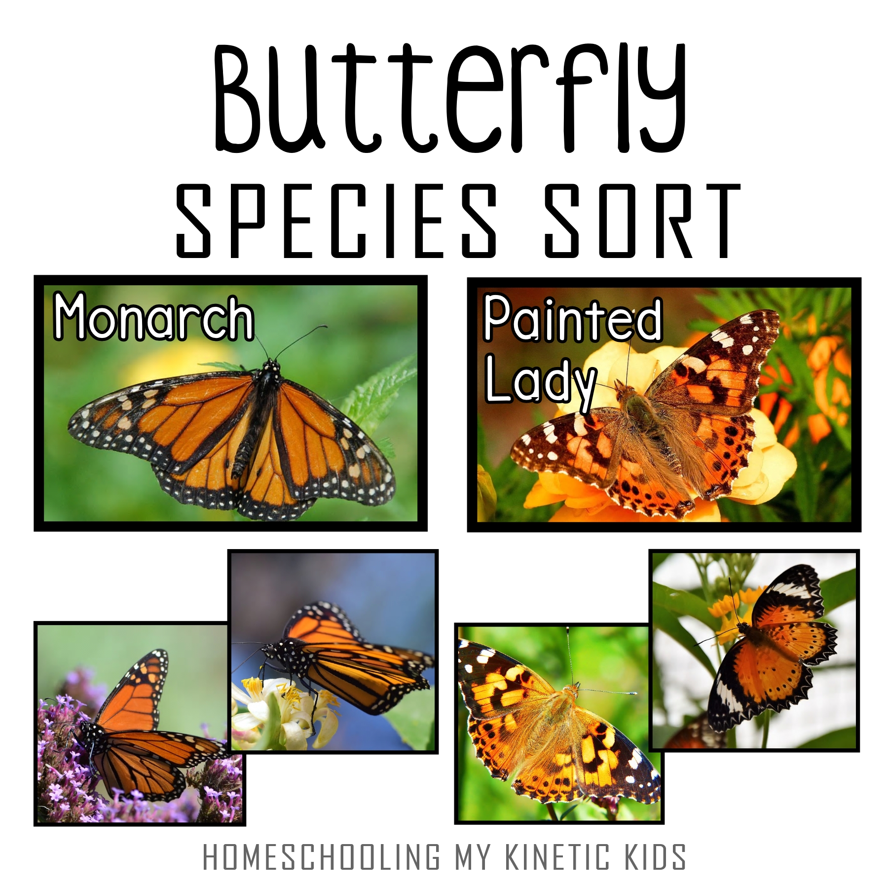 Painted Lady Butterfly Coloring Page