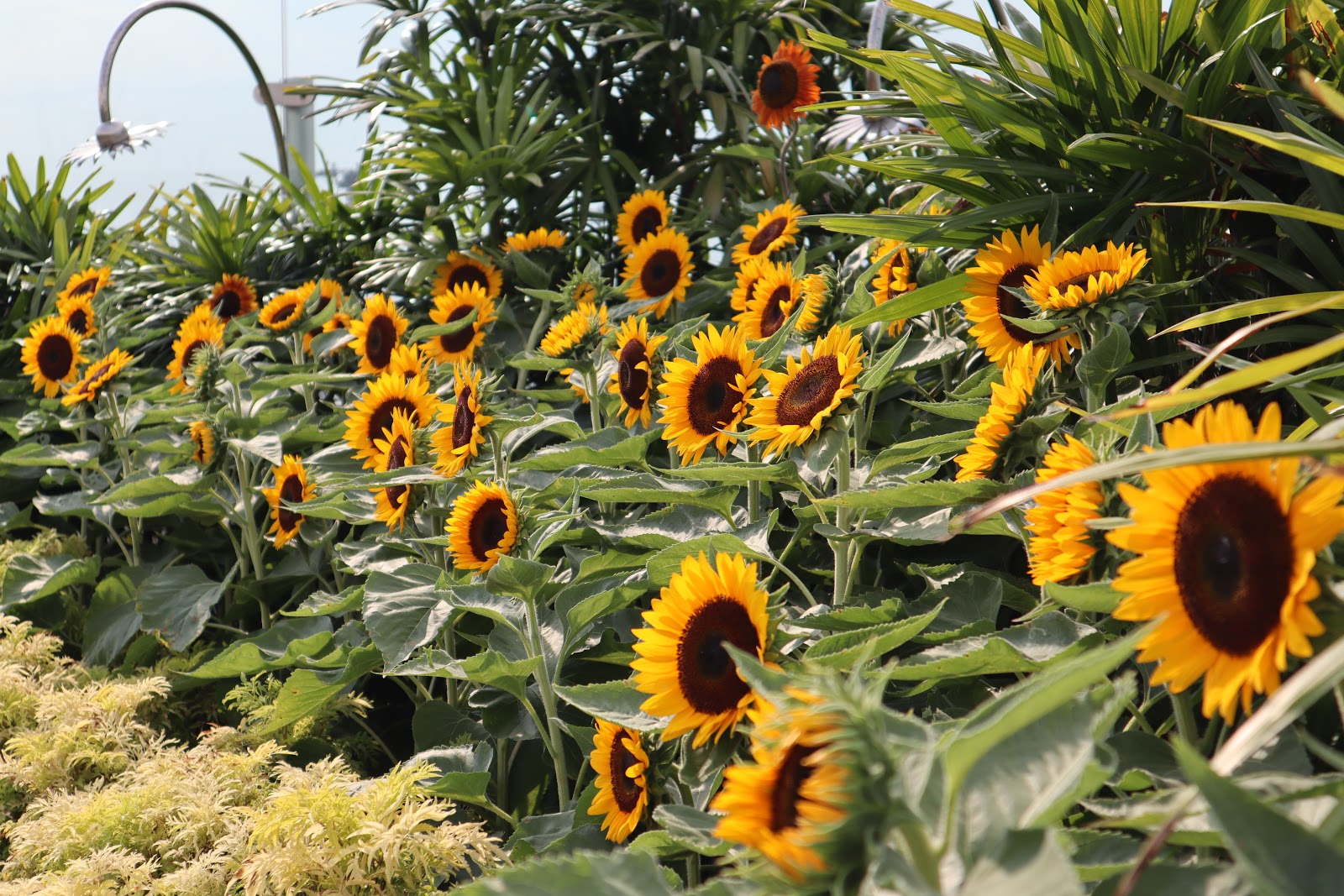 What Goes Around Singapore Changi Airport Sunflower Garden