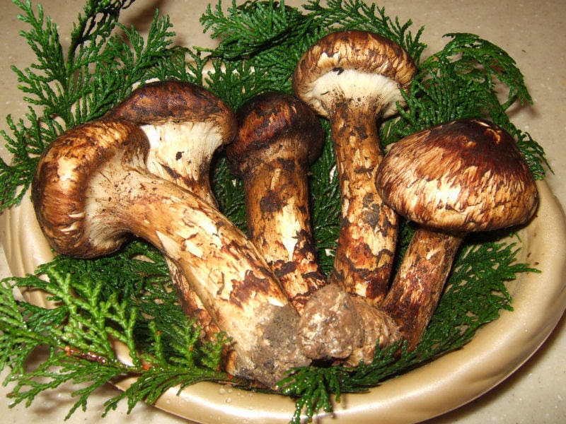 Yusuke Japan Blog Matsutake is a luxury food now in Japan.