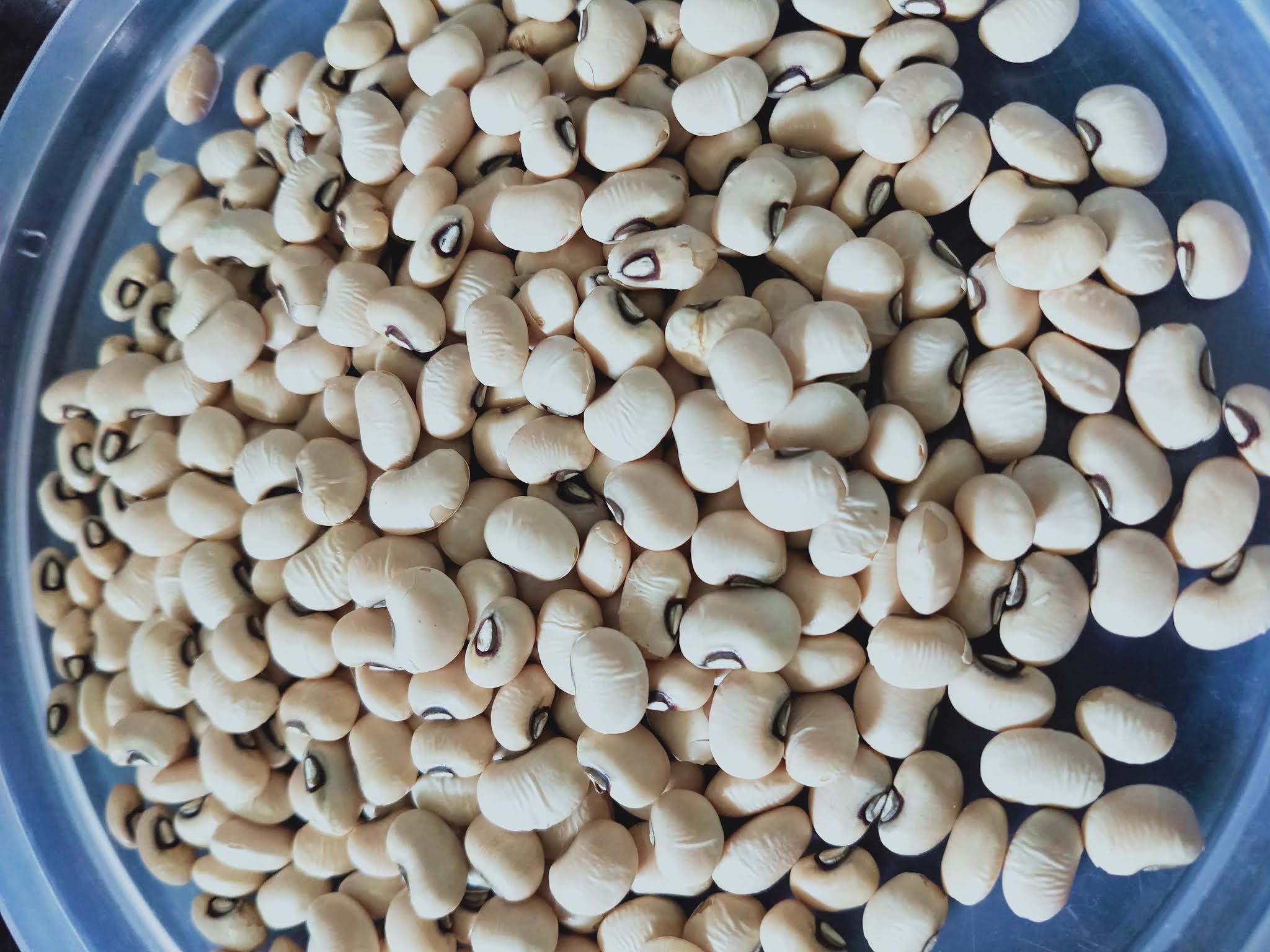 know about kannada and Karnataka Beans, Pulses in kannada and English