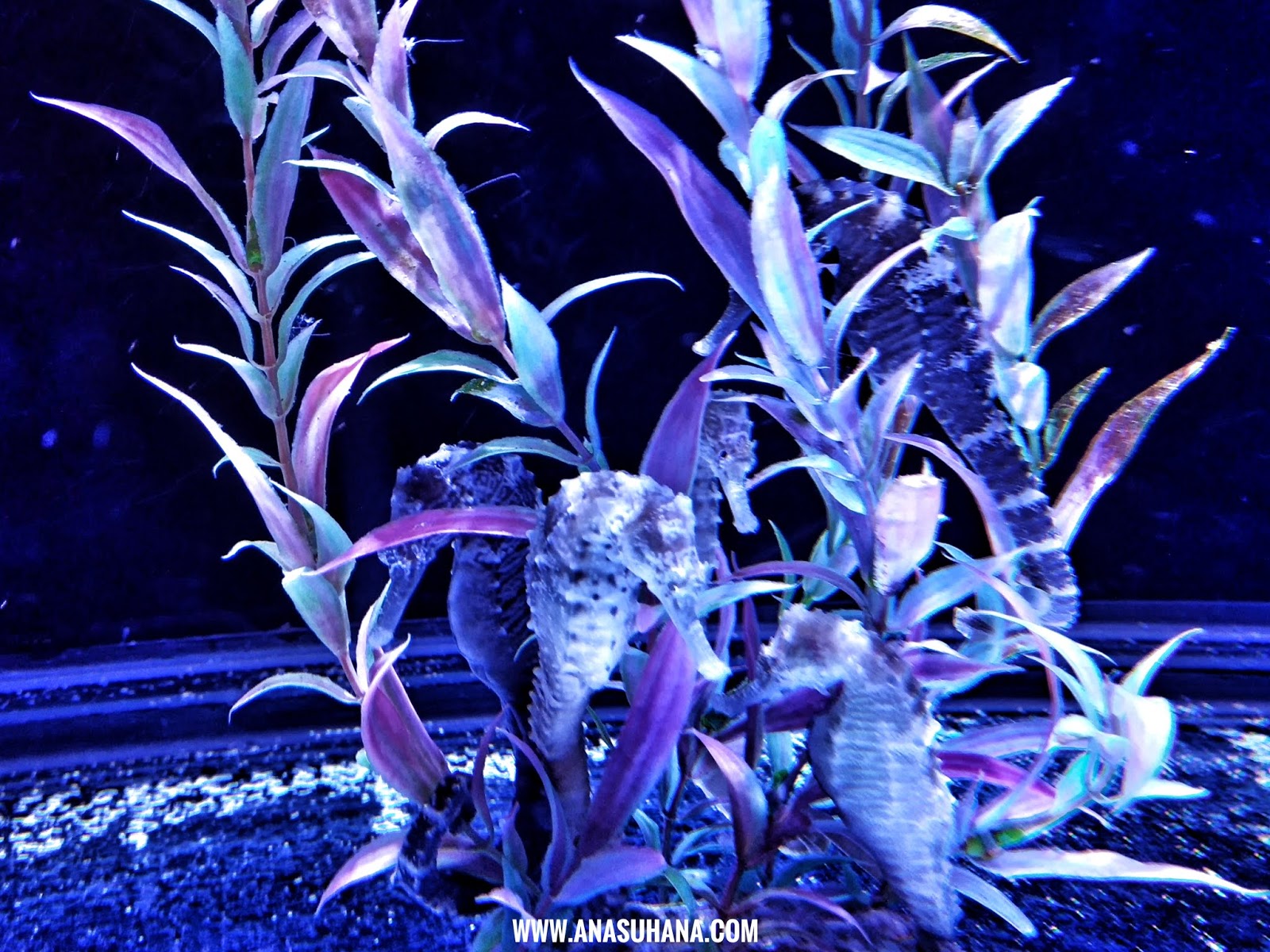 The Shore Oceanarium Melaka The Shore Oceanarium Melaka