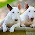 14 Things You Need To Know Before You Get English Bull Terrier