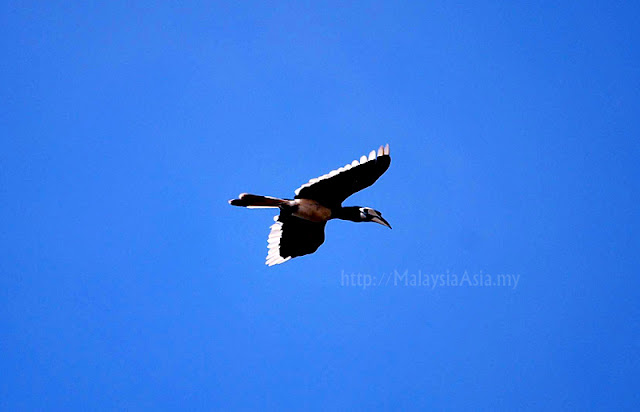 Photo of Oriental Pied Hornbill Flying