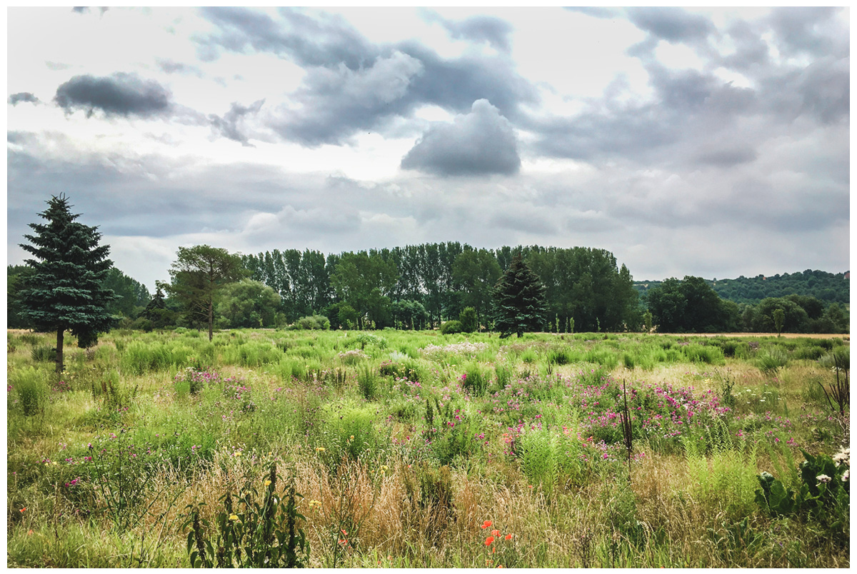 ZEITZER ANSICHTEN Am Rande des Tiergartens