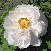 Snow lotus flower, Benefits Of Snow Lotus