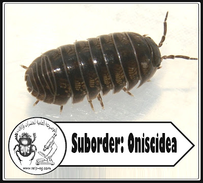  قمل الخشب Woodlouse الوصف المورفولوجي ودورة الحياة وطرق المكافحة