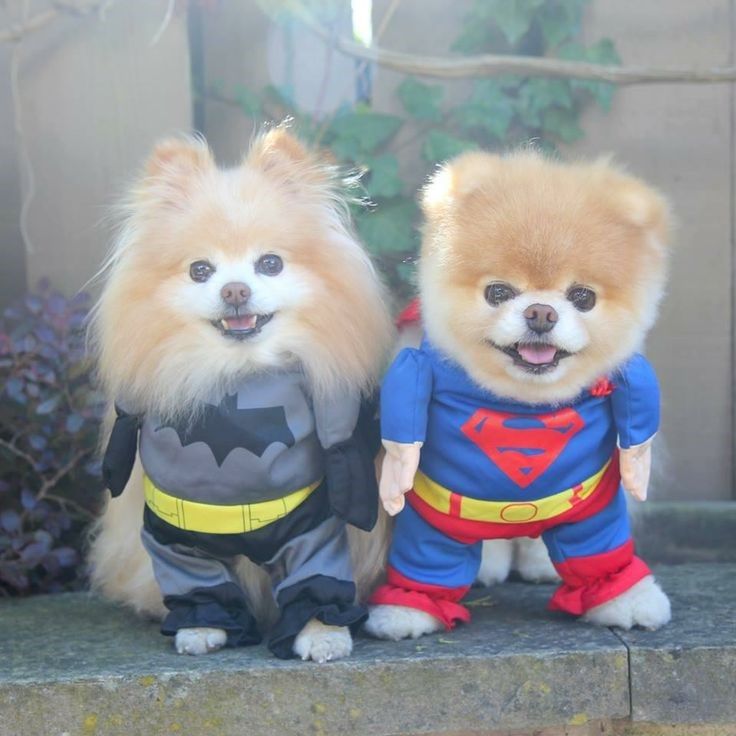 pomerania oso de peluche precio